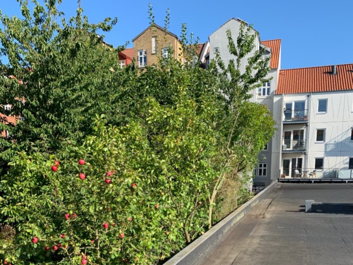 Beskæring af buske